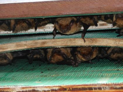 Bats Roosting Close-Up View