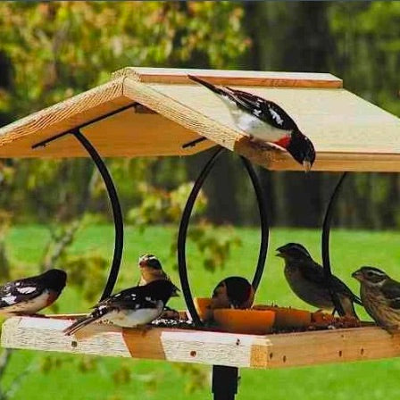 Watch Bird Feeders for Sanity and Science