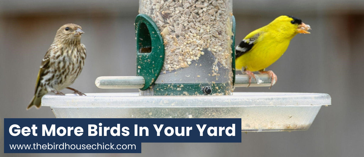 How to Attract More Birds to Your Yard & Keep Them Coming – The ...