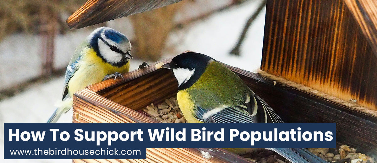 Wild Bird Feeding Strategies - What You Can Do To Support Wild Bird Po ...