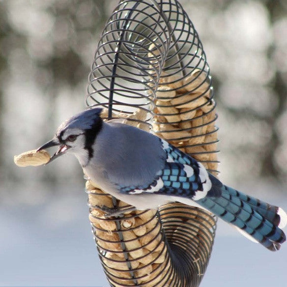 Peanut Feeders for Birds