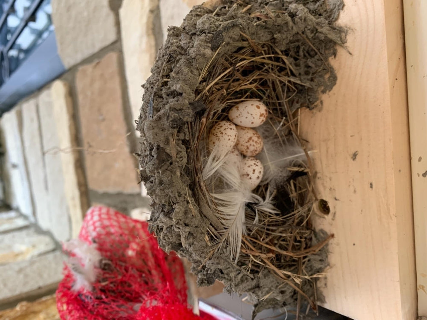 Barn Swallow Nest with 5 eggs