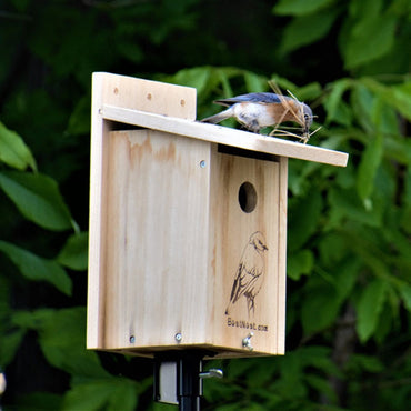 BestNest Seasonal Bluebird House, a versatile nesting box designed to attract bluebirds and provide shelter through every season