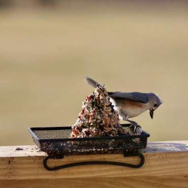 Bird perched on a bird feeder with a blurred natural background