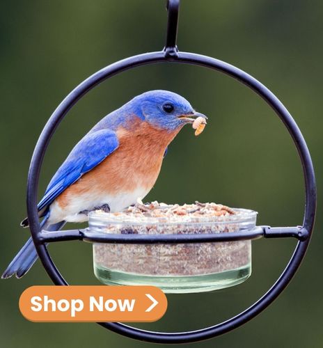 Metal Orb Bluebird Feeder for Mealworms and Jelly