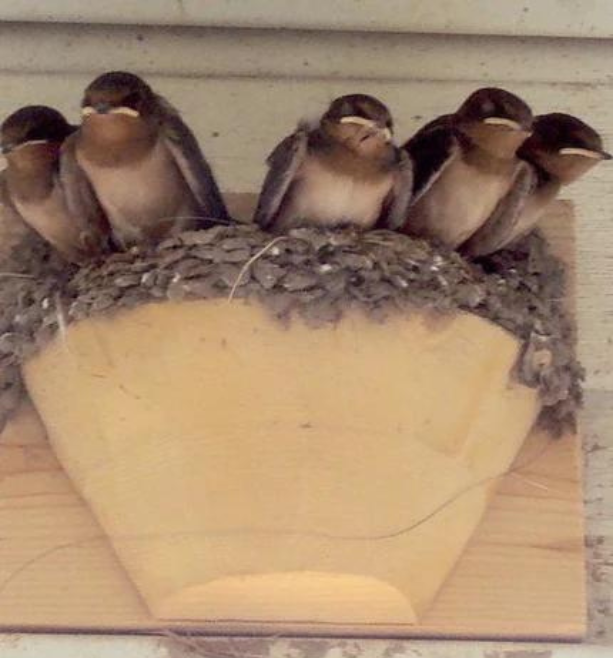 Nesting cups for barn swallows