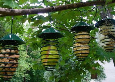 Fun Spring Fruit Feeder & More