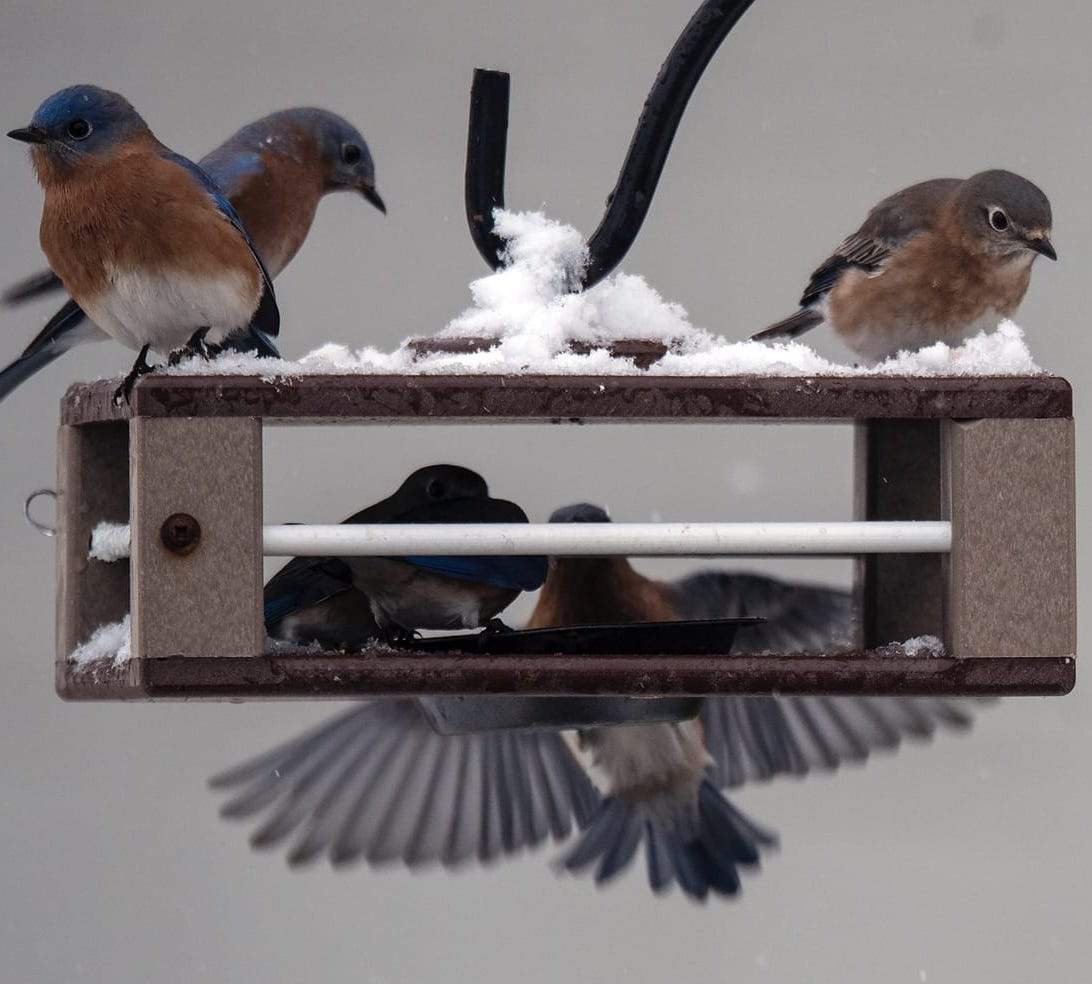 Gilbertson Hanging Bluebird Feeder-Brown