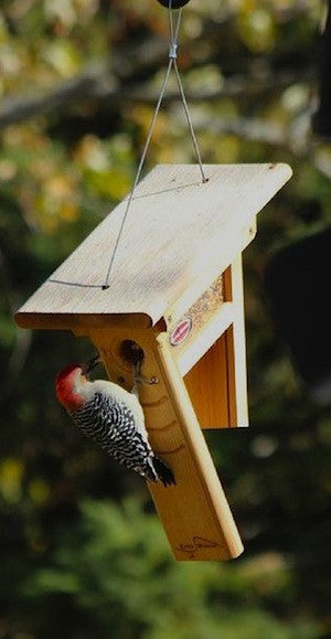 Clinger Woodpecker and Peanut Feeder