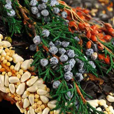 Birdies Bed & Breakfast Chalet-Edible Birdhouse