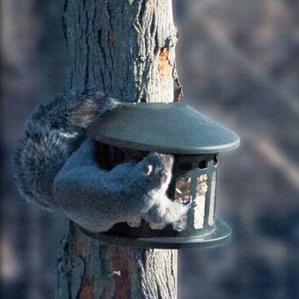Metal Squirrel Diner Post Mount Feeder
