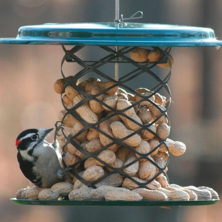 Peanut In Shell Bird Feeder