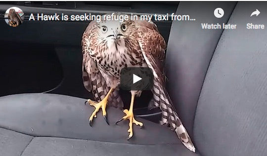 Hawk in Taxi Cab During Hurricane
