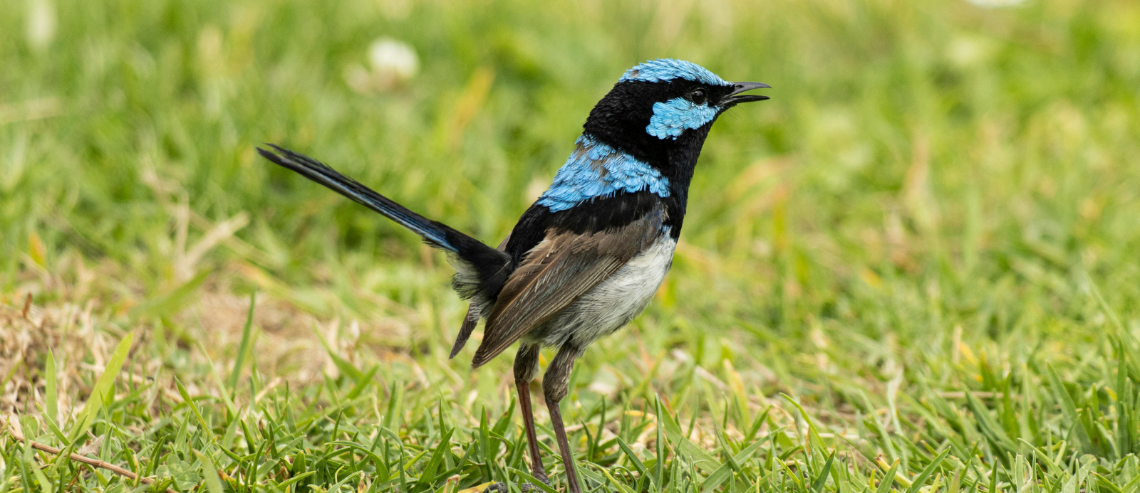 Small brown bird standing on a wooden surface with a blurred green background