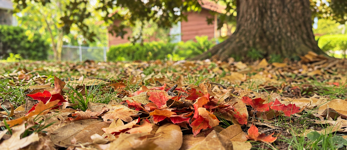 Your Yard Is Hosting a Pollinator Airbnb