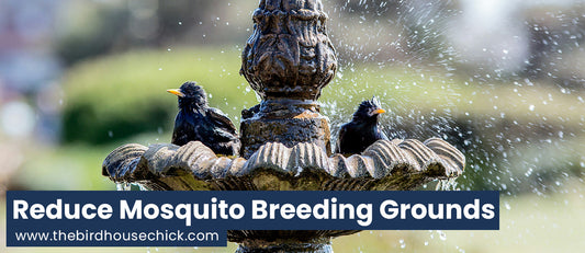 Another Reason to Keep Water Moving in Your Bird Bath: Zika!