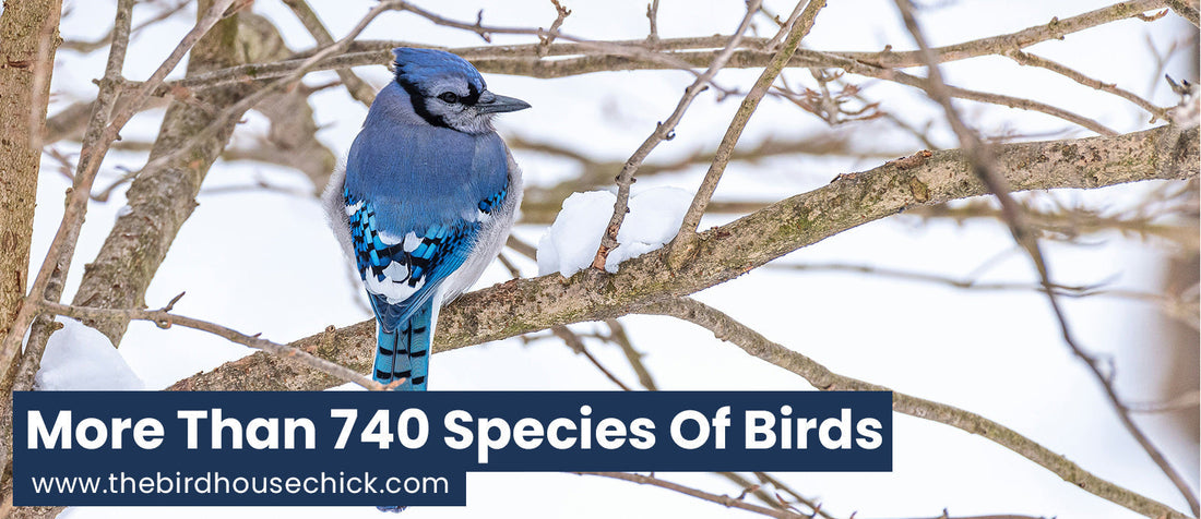Audubon Best Selling North American Guide to Birds Now iPhone and iPod Apps!