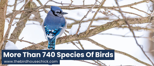 Audubon Best Selling North American Guide to Birds Now iPhone and iPod Apps!