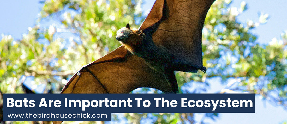Bats In Your Belfry?