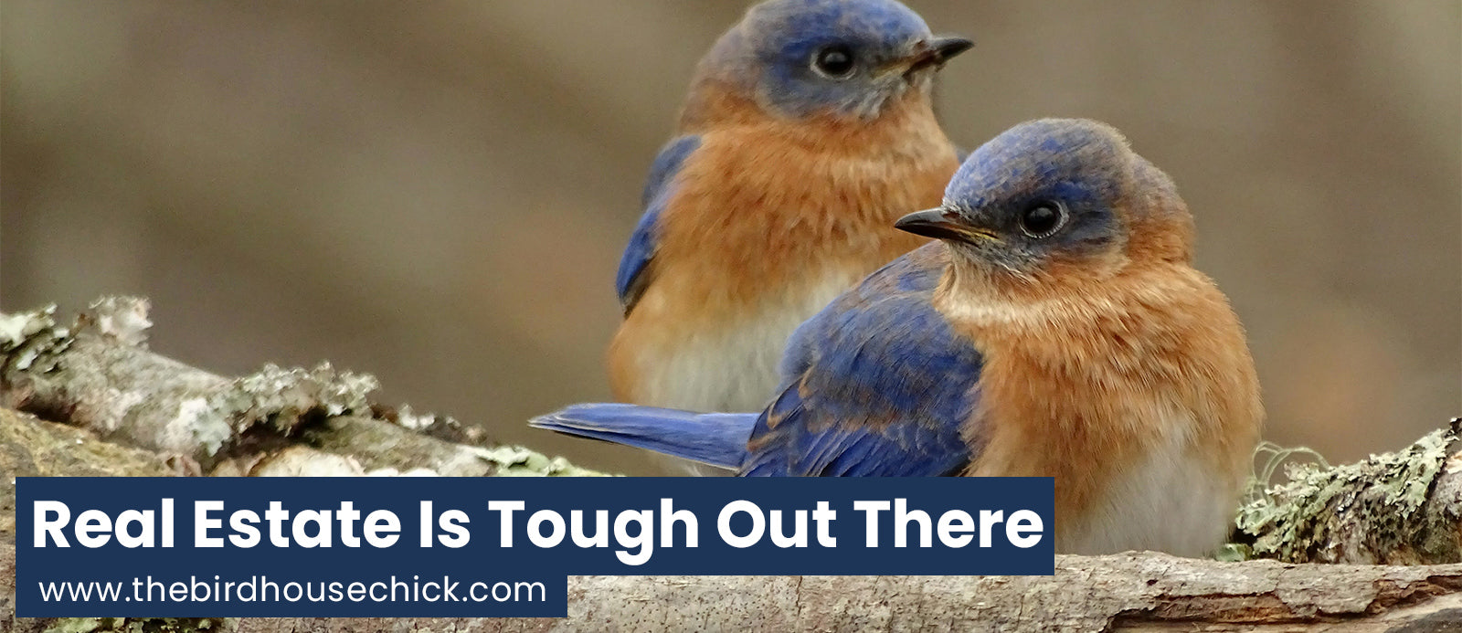 Chickadee and Bluebird Dispute Over Bluebird House – The Birdhouse