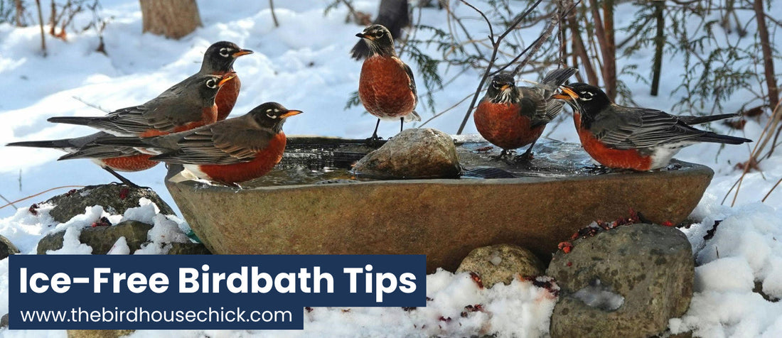 Birds in a birdbath in the winter.