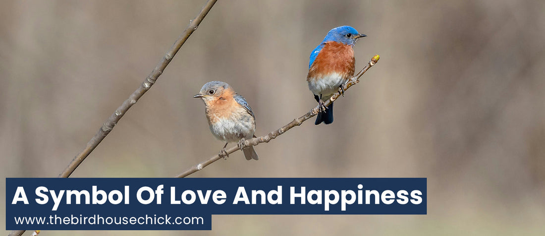 Bluebird Info and Tips