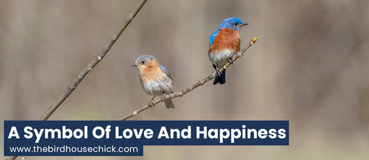 Bluebird Info and Tips