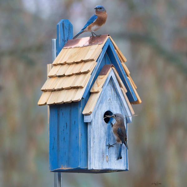 Unique Bluebird Houses