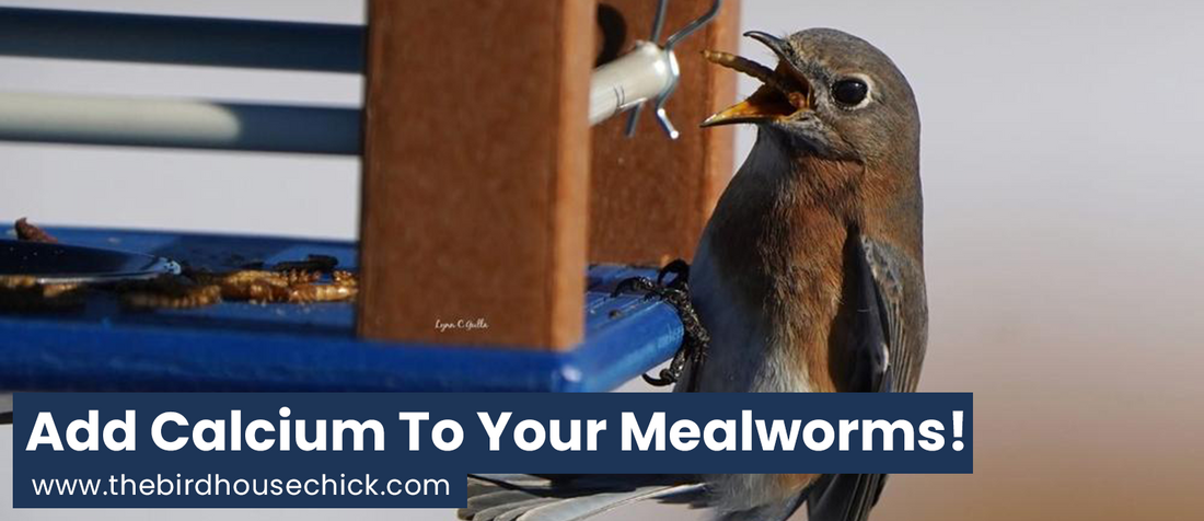 Can You Feed Too Many Mealworms for Bluebirds?