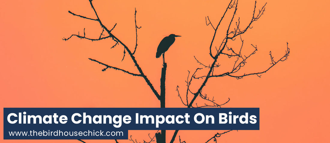 Climate Change, Wild Birds and the Ecosystem (Video)