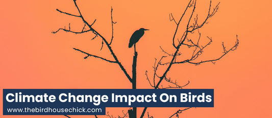 Climate Change, Wild Birds and the Ecosystem (Video)