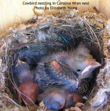 Cowbird in Carolina Wren's nest
