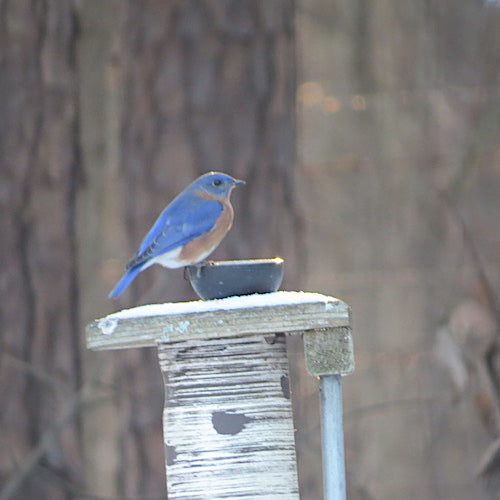 Dried or Live Meal Worms for Bluebirds?
