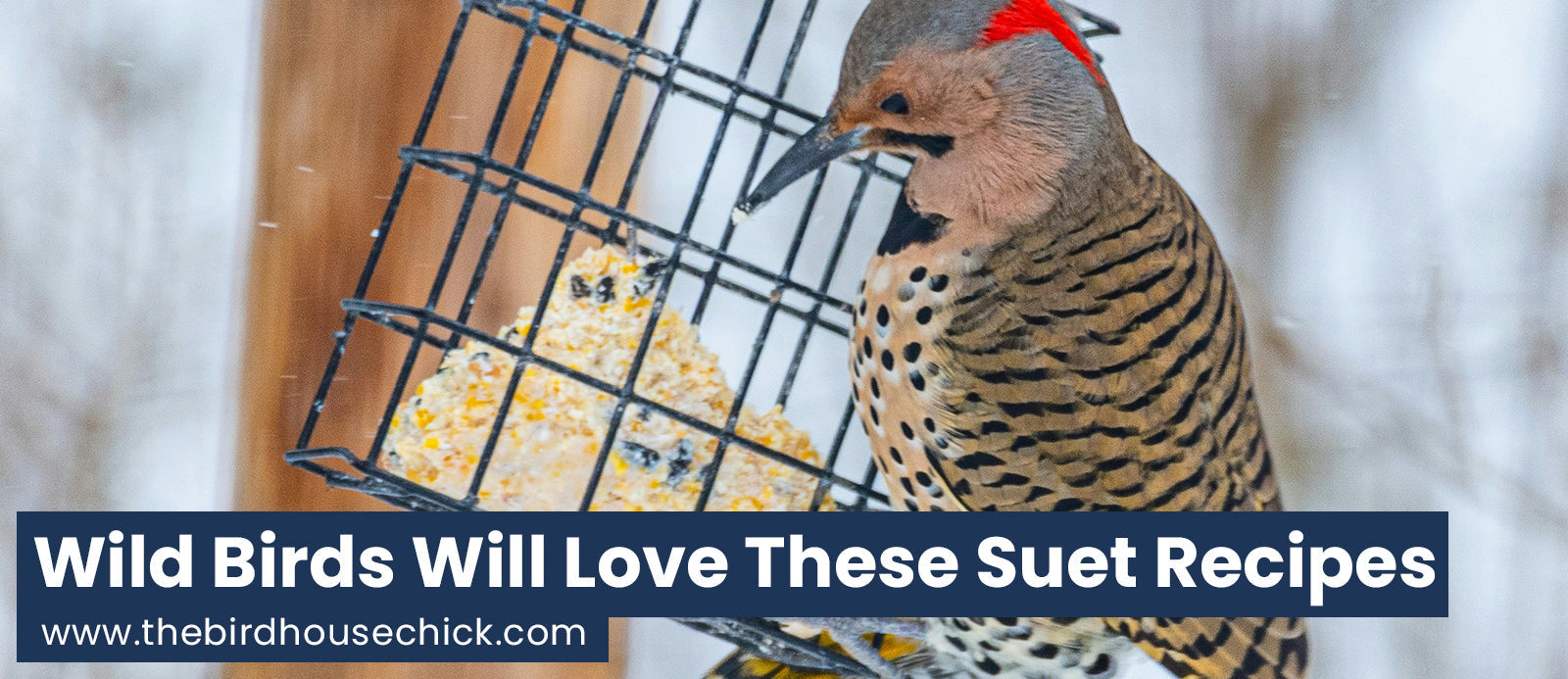 Easy Suet Recipes