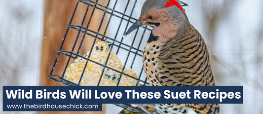 Easy Suet Recipes