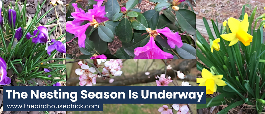 First Blooms Signal Time to Clean Birdhouses