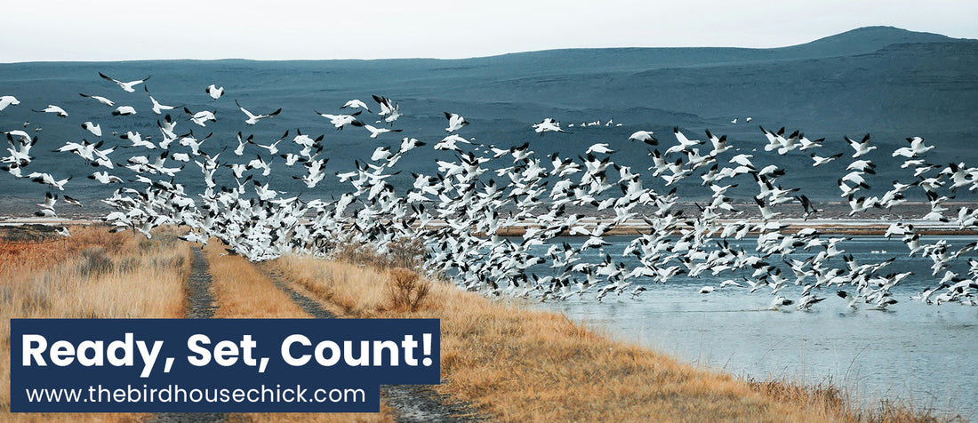 Great Backyard Bird Count 2012