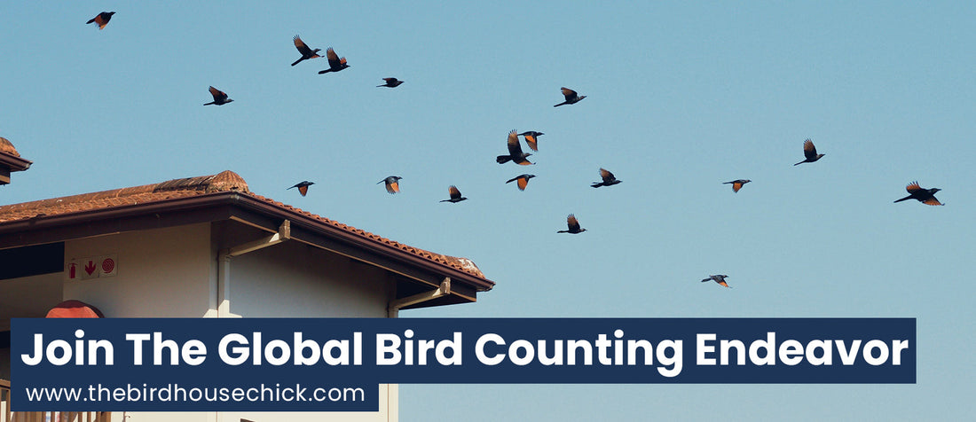 Great Backyard Bird Count 2013
