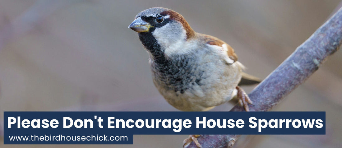 Happy Halloween - A Birdhouse Massacre that Almost Was
