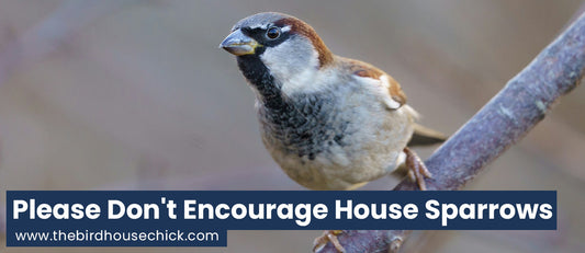 Happy Halloween - A Birdhouse Massacre that Almost Was