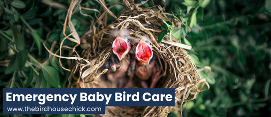 Helping Sick or Injured Songbirds
