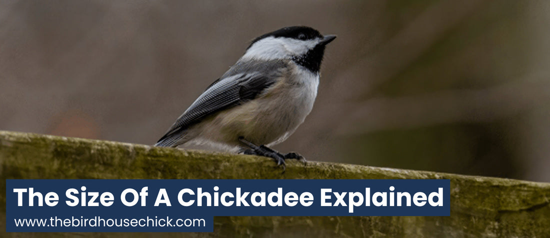 How big is a chickadee bird?