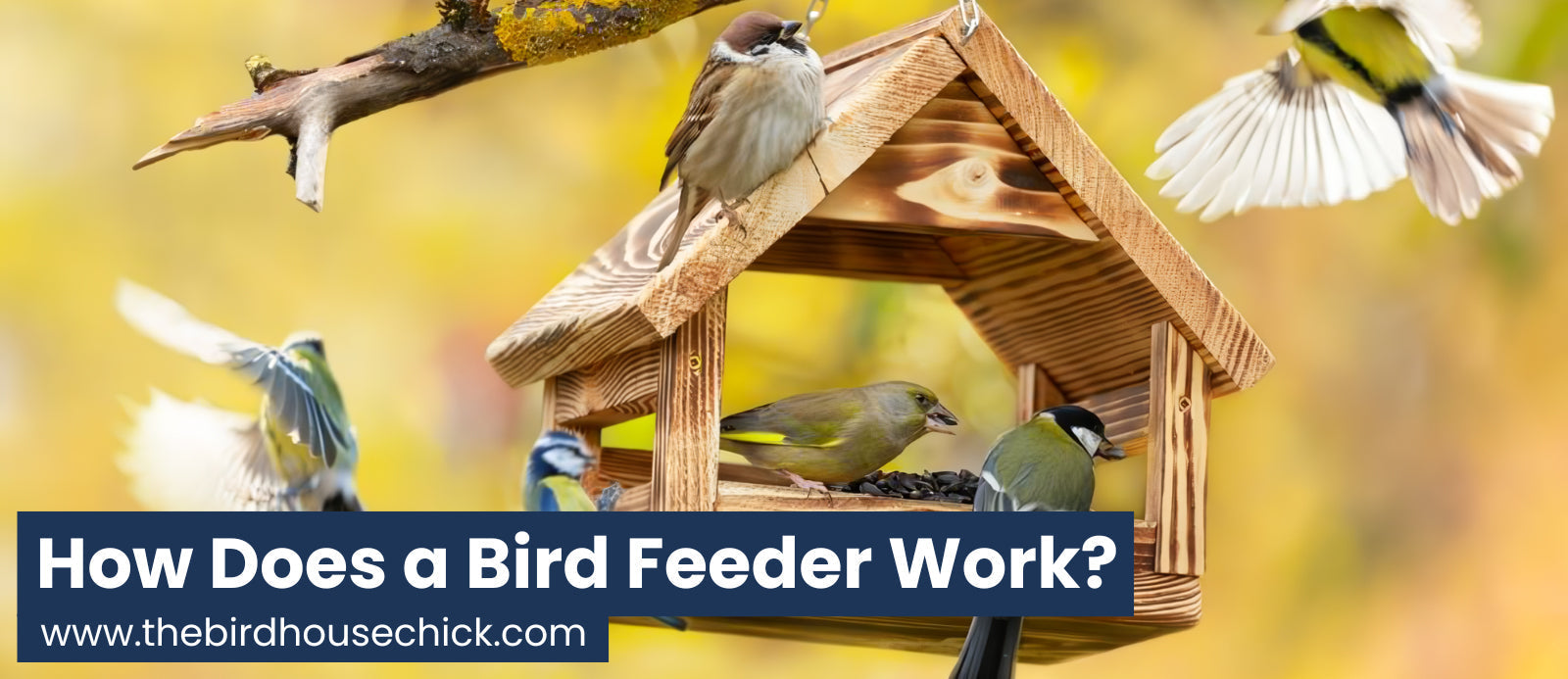 How Does a Bird Feeder Work & Why Every Backyard Needs One