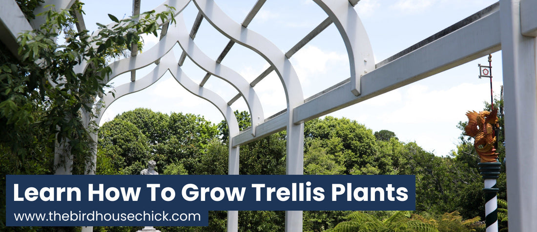 How to grow trellis plants