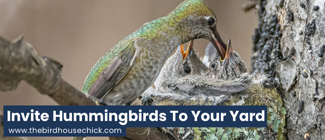 Hummingbird Birth Video