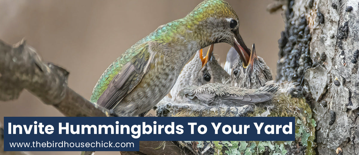 Hummingbird Birth Video – The Birdhouse Chick
