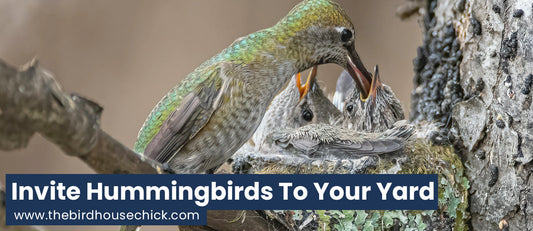 Hummingbird Birth Video