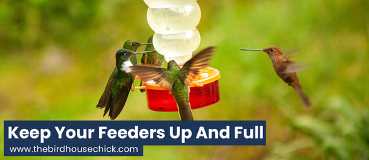 Hummingbird Migration Needs Your Help