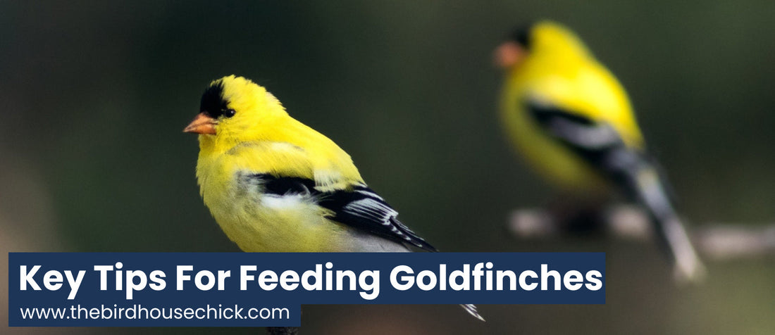 What do goldfinches like to eat?