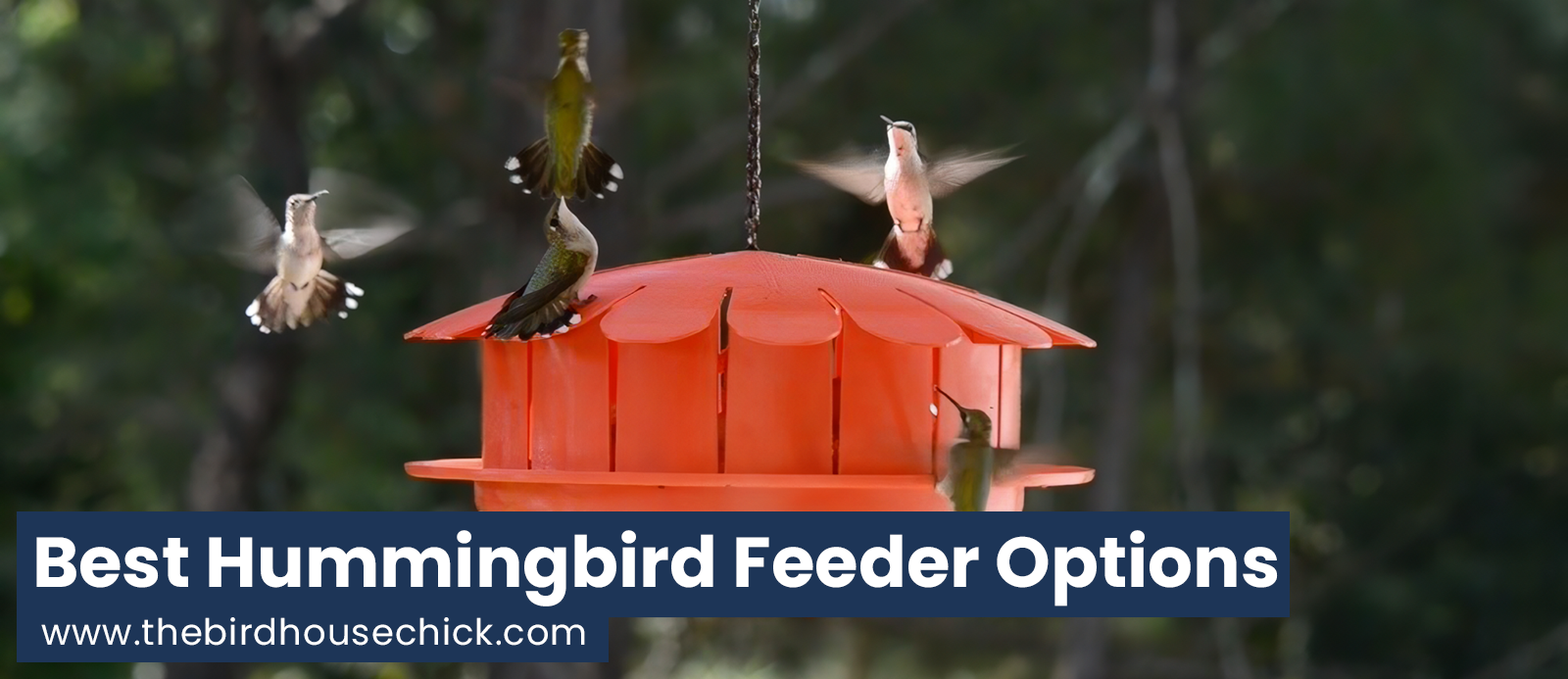 New Humm-Bug and Hand-Painted Hummingbird Feeders